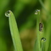 Dewdrops by nickspicsnz