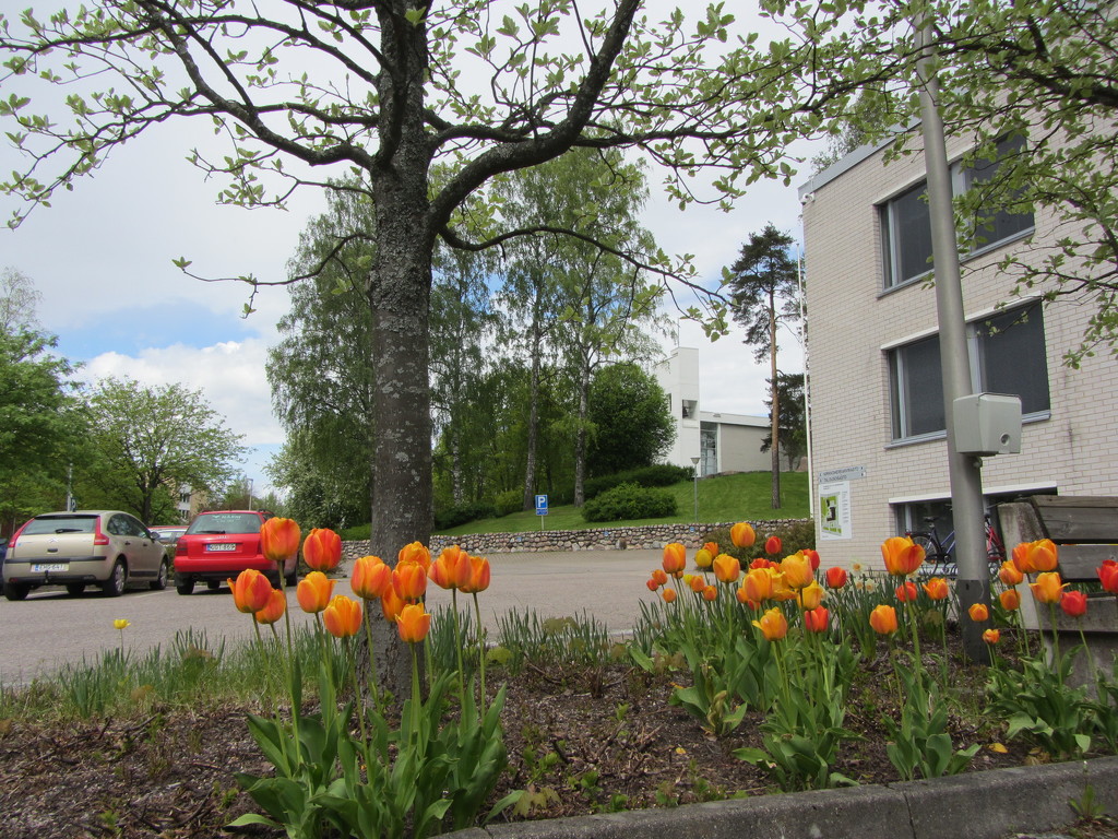 The tulips of the Parish House IMG_8056 by annelis