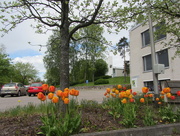 24th May 2015 - The tulips of the Parish House IMG_8056