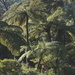 Forest ferns by kiwinanna