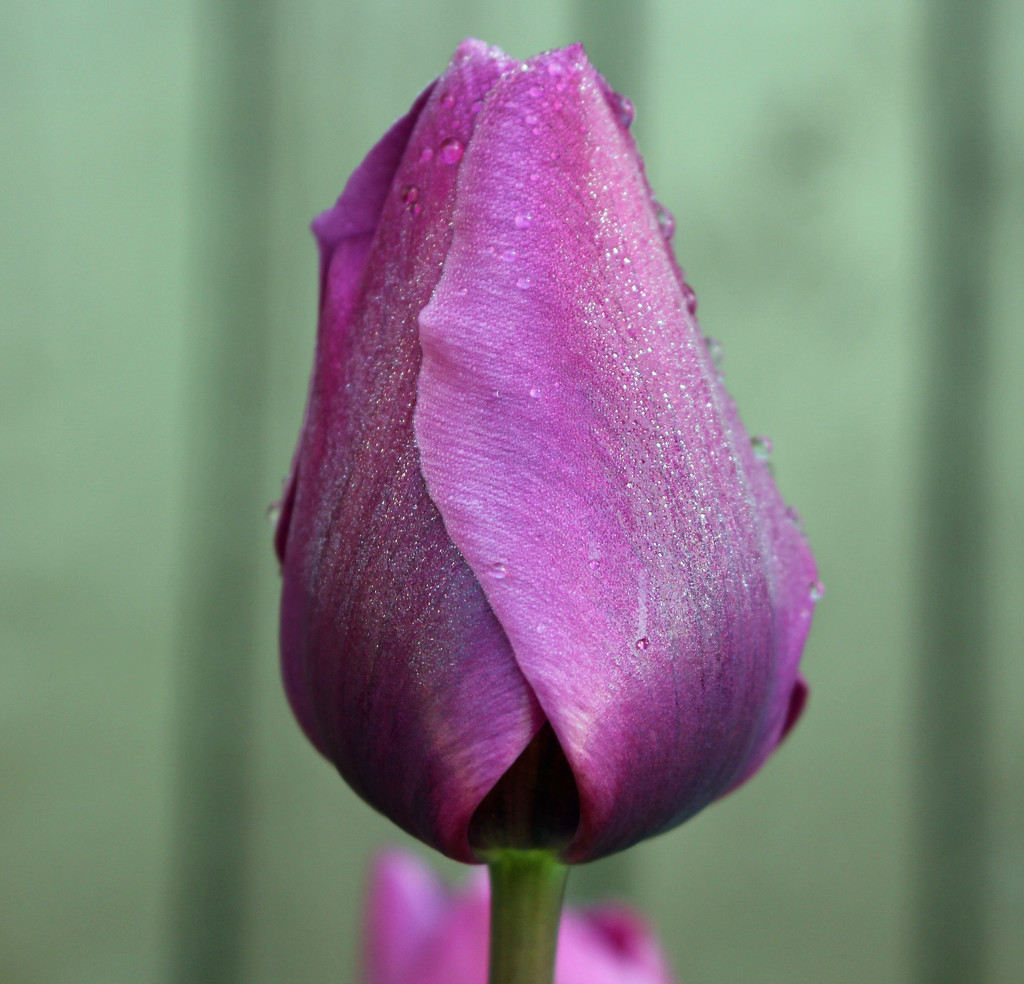 Tulip by annelis