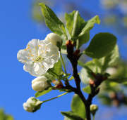 23rd May 2015 - Plumtree blossoms