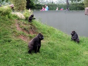 15th Jun 2015 - Gorillas