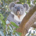 it's a boy! by koalagardens