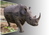 21st Jun 2015 - Rhino
