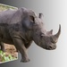 Rhino by salza