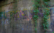 21st Jun 2015 - Graffiti on a wall