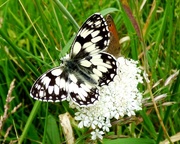 21st Jun 2015 - Marbled White Butterfly