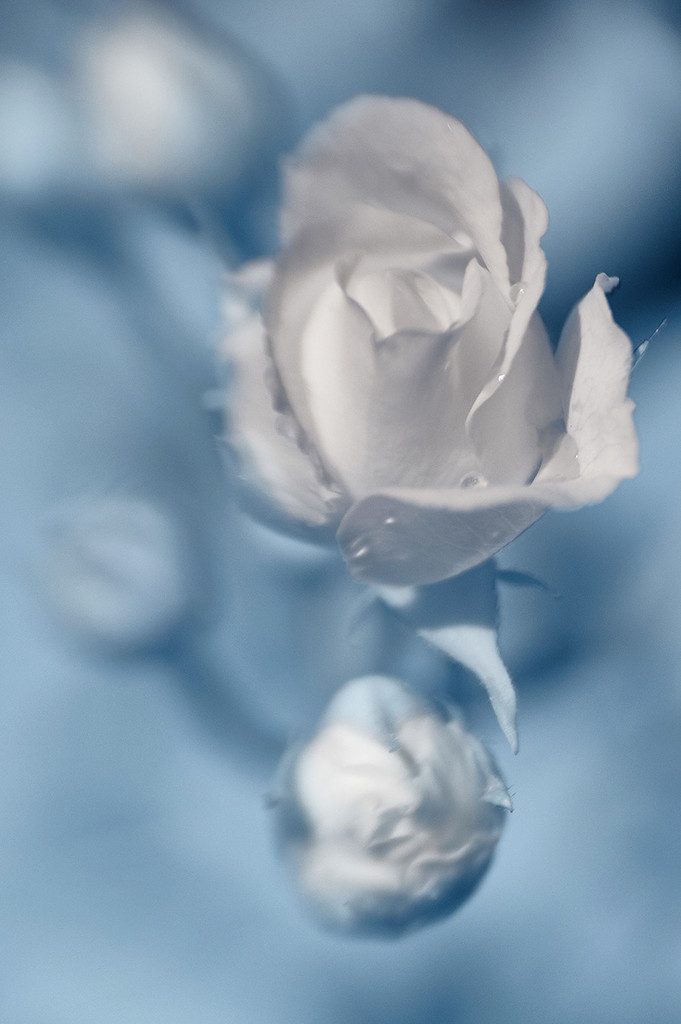 Rose on Blue by gardencat