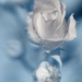 Rose on Blue by gardencat
