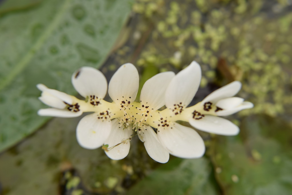 stamens on pond flower by christophercox