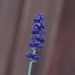 16 June 2015 Fragrant lavender by lavenderhouse