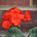 20 June 2015 Just a red geranium by lavenderhouse