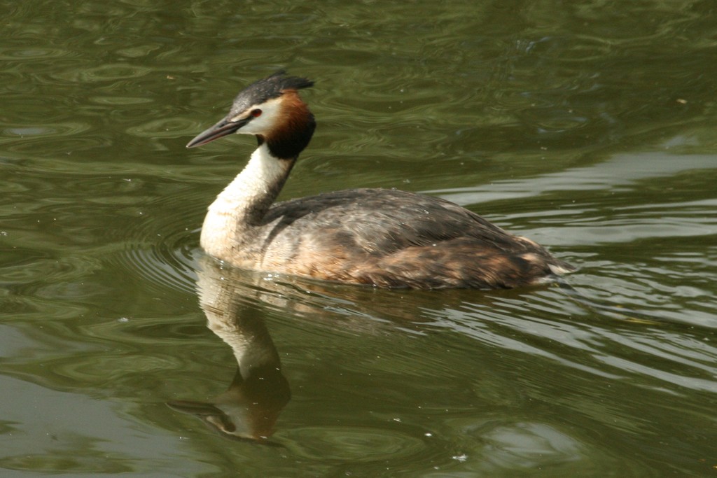 Great crested grebe by orchid99