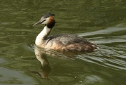 21st Jun 2015 - Great crested grebe