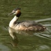 Great crested grebe by orchid99