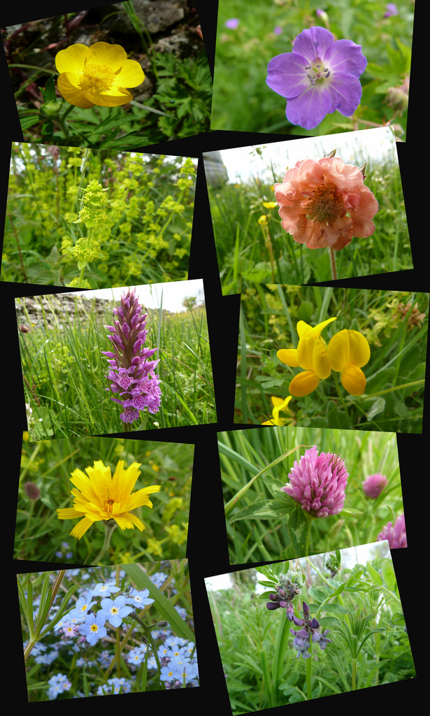 Wild flowers by shirleybankfarm