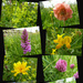 Wild flowers by shirleybankfarm