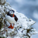 19th June 2015    - Oh no another puffin!! by pamknowler