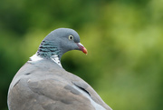21st Jun 2015 - Common Wood Pigeon