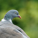 Common Wood Pigeon by leonbuys83