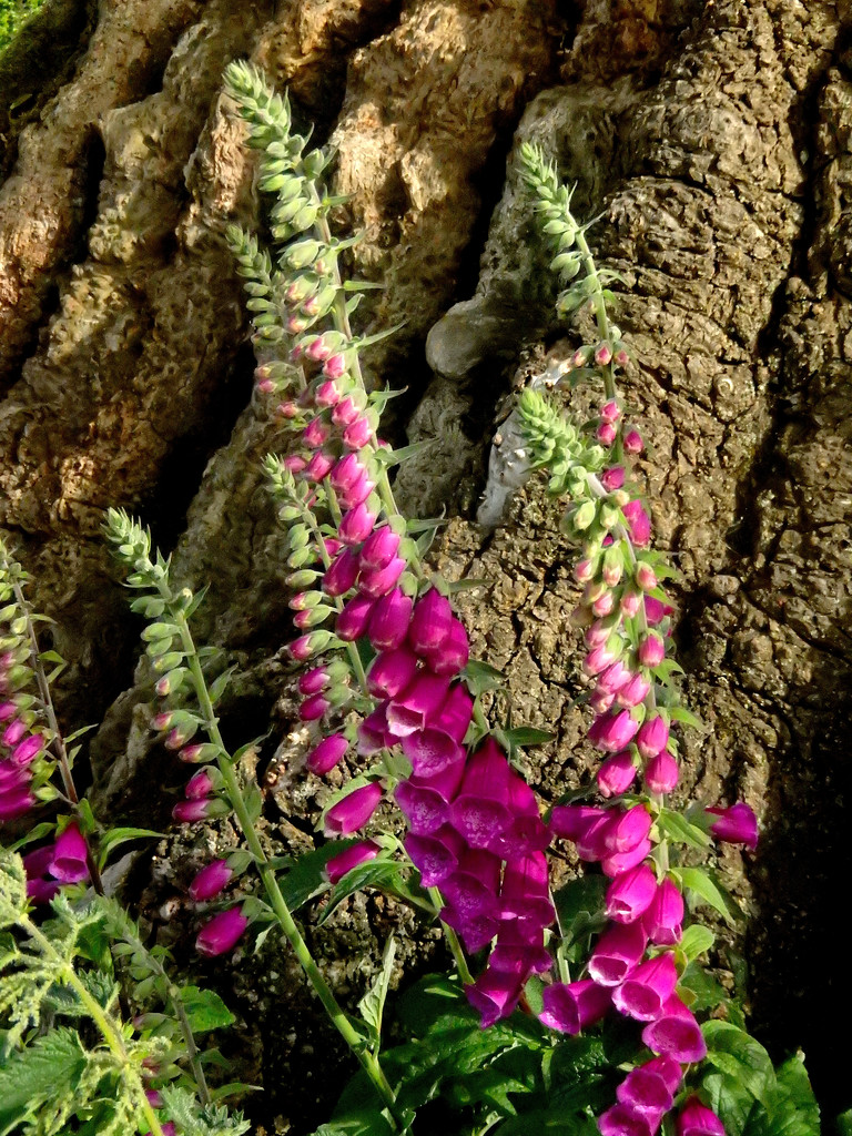 Foxgloves..... by snowy