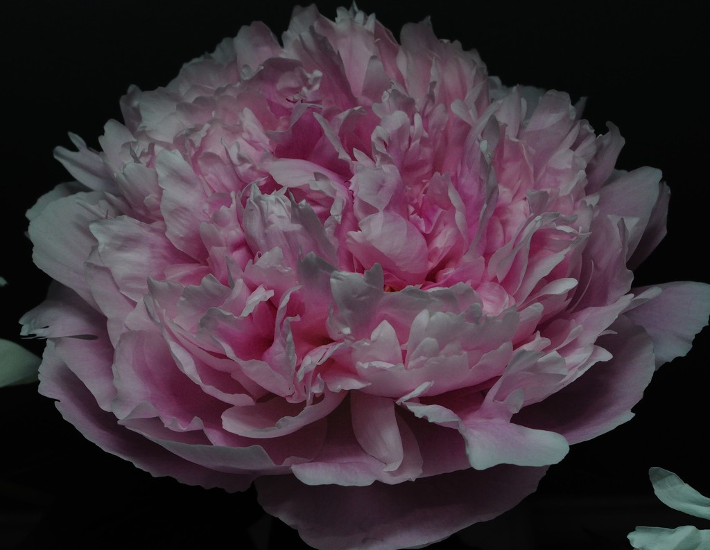 Peony by dianen