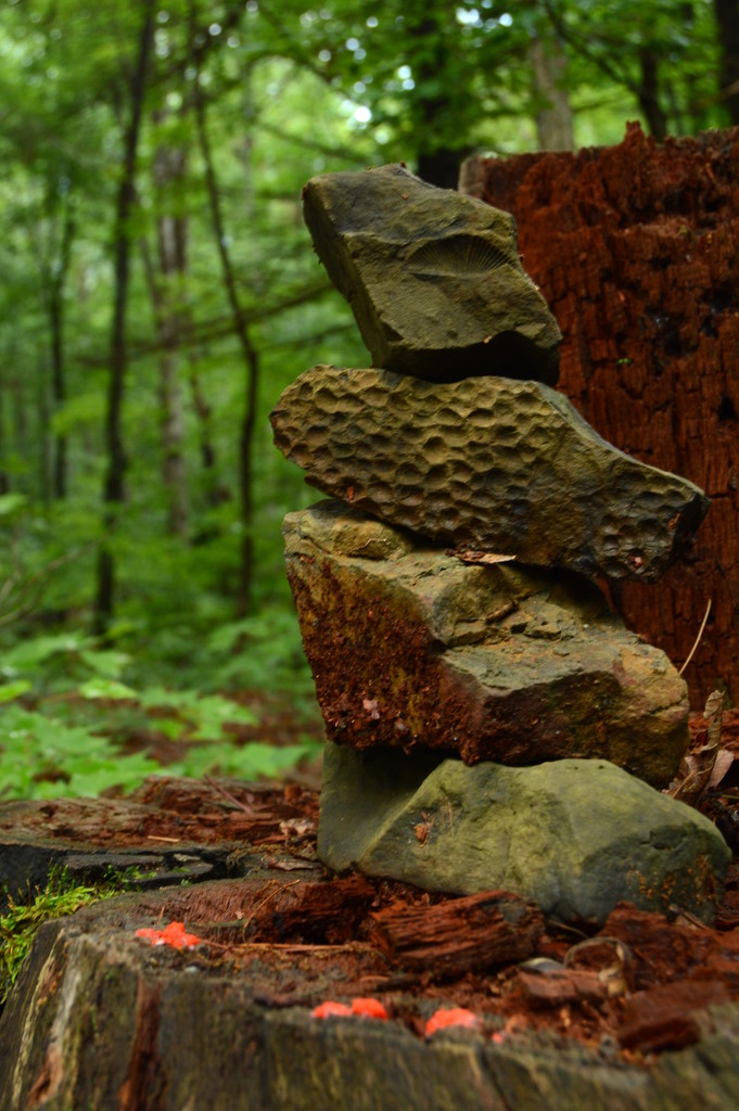 Rocks in the woods by francoise
