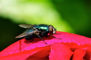 17th Jun 2015 - GREEN BOTTLE ON A PEONY 