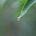 Raindrop by sarahlh