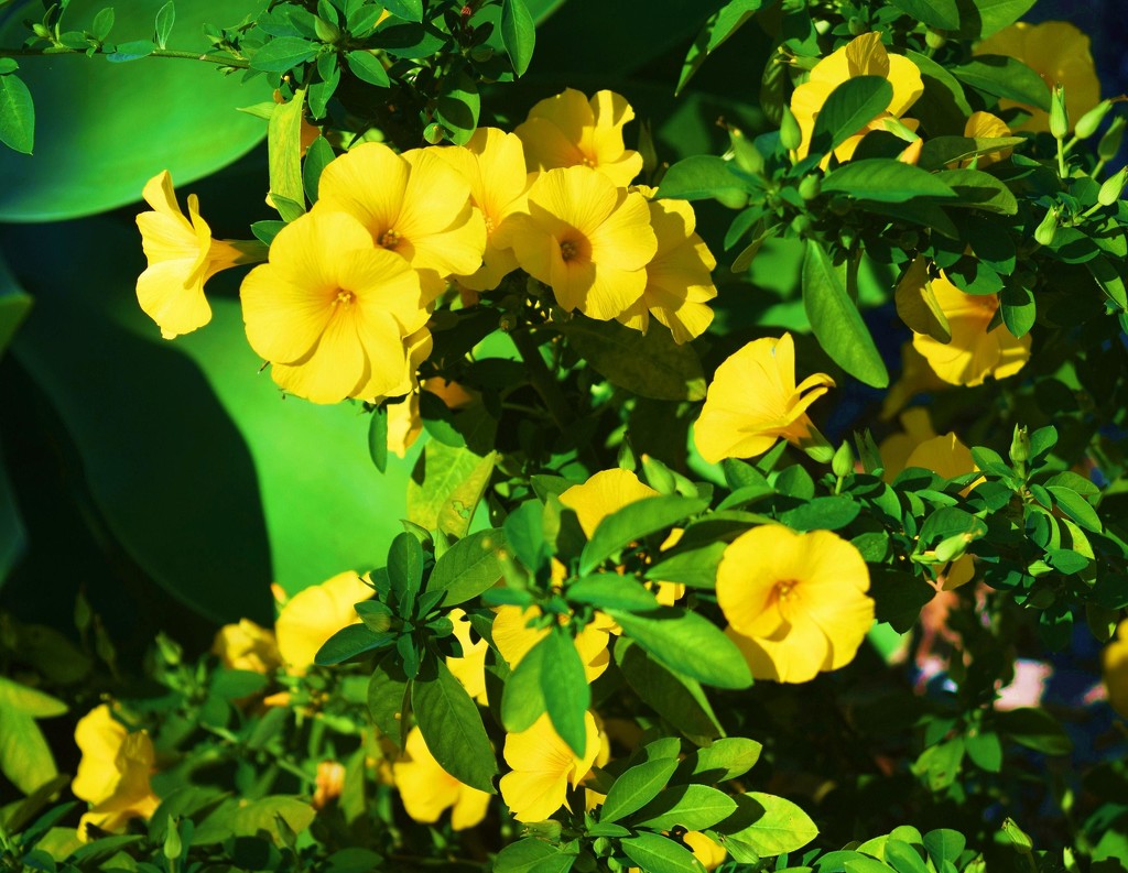 Sunshiny yellow flowers. by happysnaps