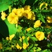 Sunshiny yellow flowers. by happysnaps