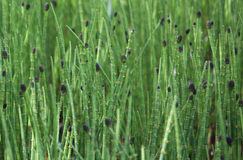 Water horsetail (Equisetum fluviatile) by annelis