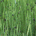 Water horsetail (Equisetum fluviatile) by annelis