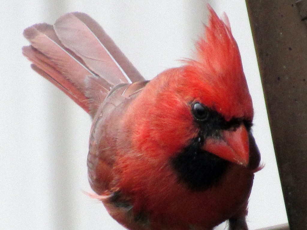 Cardinal feeding by randy23
