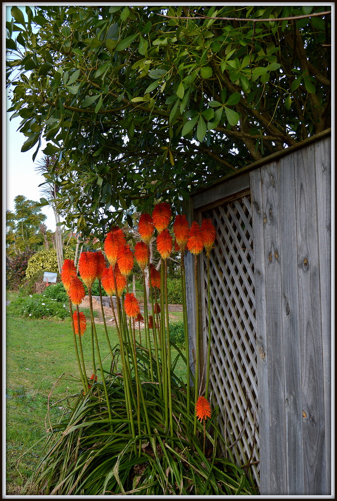 Red Hot Pokers by nickspicsnz
