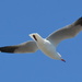 Seagull DSC_3544 by merrelyn
