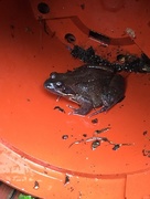 22nd Jun 2015 - Frog in a Pot