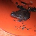 Frog in a Pot by davemockford