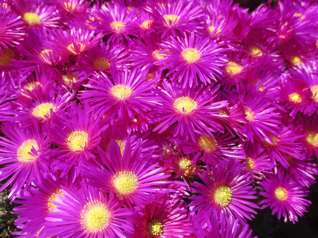 Jersey flowers by g3xbm