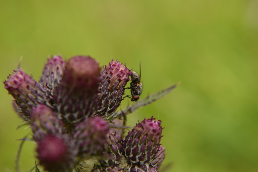 fly and thistle by christophercox
