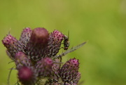 22nd Jun 2015 - fly and thistle