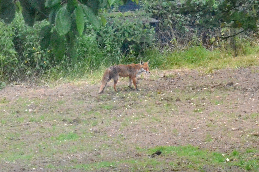 Fox by arkensiel