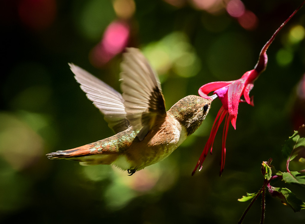 Hummer In the Fuscia Honey Jar by jgpittenger