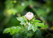 21st Jun 2015 - More wild roses in the hedgerows