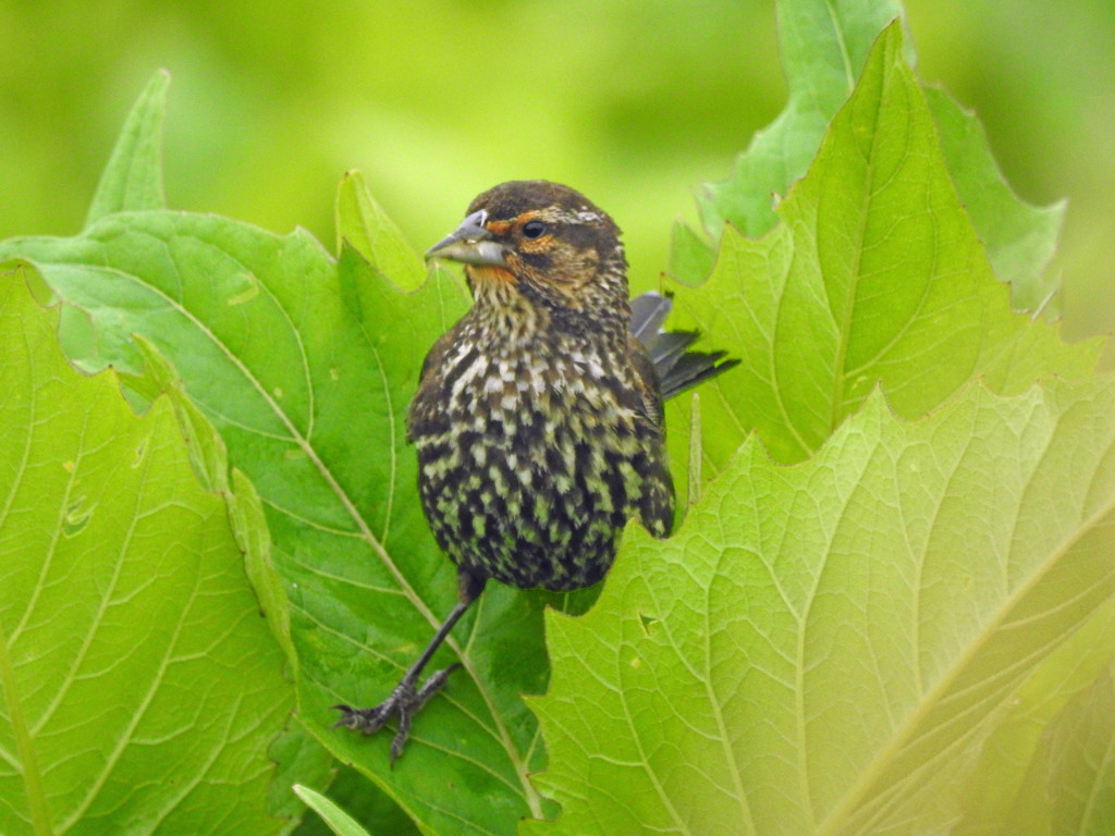 Red-winged Blackbird (Female juvenile) Green Leaves by rminer