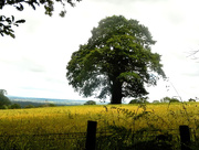 22nd Jun 2015 - Oak tree in the middle of a field barley....