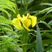Yellow Iris by susiemc