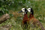 22nd Jun 2015 - White faced whistling duck