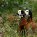 White faced whistling duck by leonbuys83